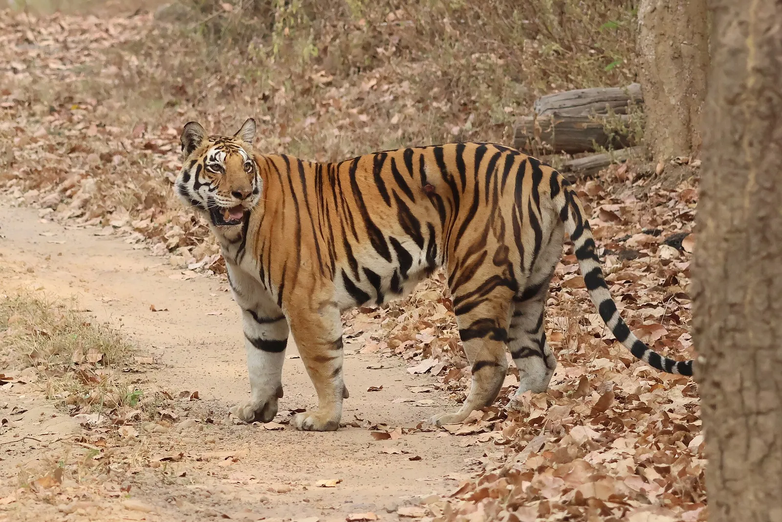 हाईकोर्ट में बाघों की मौत से जुड़ी याचिका पर सुनवाई, कैनाइन डिस्टेंपर वायरस का मुद्दा उठा